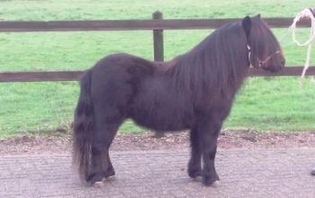 Go Getter of Duke Stable, zwart, 90 cm. v. Christiano Ronaldo of Duke Stable x Vesper van de Zandkamp