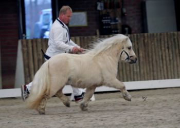 Giel van het Aeghterhuus, palomino, 92 cm. v. Zegmar van de Zandkamp x Logballes Kojak