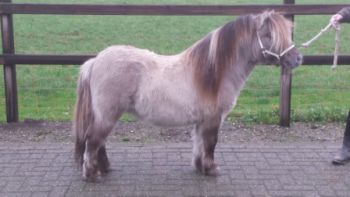 Geraldo van de Sleedoorn, wildkleur smokey / blue dun, 84 cm. v, Shandy van Bromishet x Kerswell Cloud